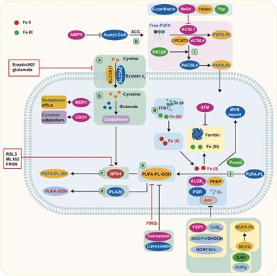 Emerging insights into the role of ferroptosis in the pathogenesis of autoimmune diseases